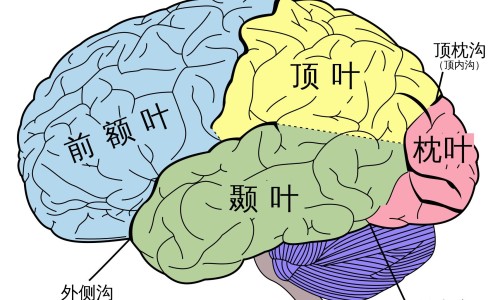 贫血胃不好的人的食谱-胃不好还贫血该怎么办网 - 为你提供胃不好贫血吃什么营养吸收、胃不好引起的贫血怎么办